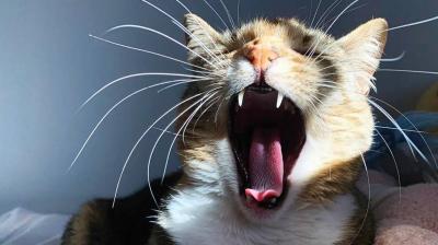 "Fierce" Stray Cat Infected with Rabies Causes Panic in Algeria