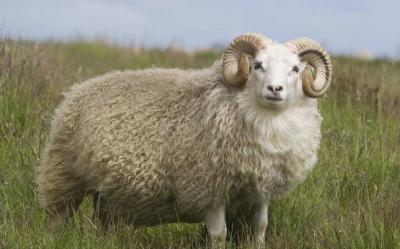 Algeria: Sheep Gores Boy, Resulting in Fatality