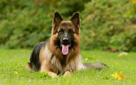 Tunisia: Public Auction of Dogs Sparks Controversy