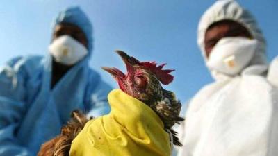 # Four New Developments: Is Avian Influenza the Next Pandemic?
