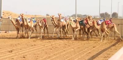 24 Races at the Camel Racing in Al Dhaid: Weaning Age Competition