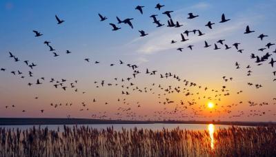 Migratory Birds Killed in Lebanon Without Accountability