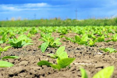 Tobacco Farmers in the South Lose Their Livelihood Due to War