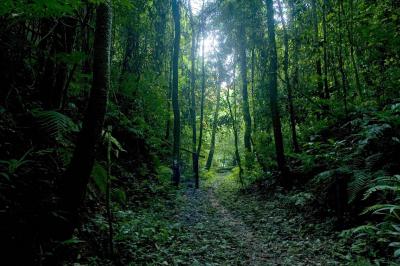 "For 40 Days" .. Wife Tied to a Tree in a Remote Forest! (Video)