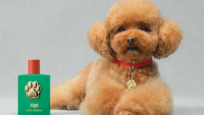Dolce & Gabbana Launches Perfume for Dogs