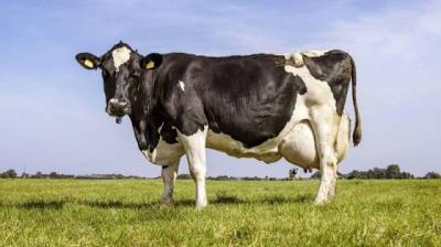 "Cow" Confuses British Police