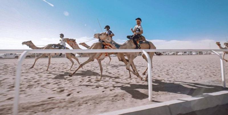 Launch of the Crown Prince Camel Festival in Taif