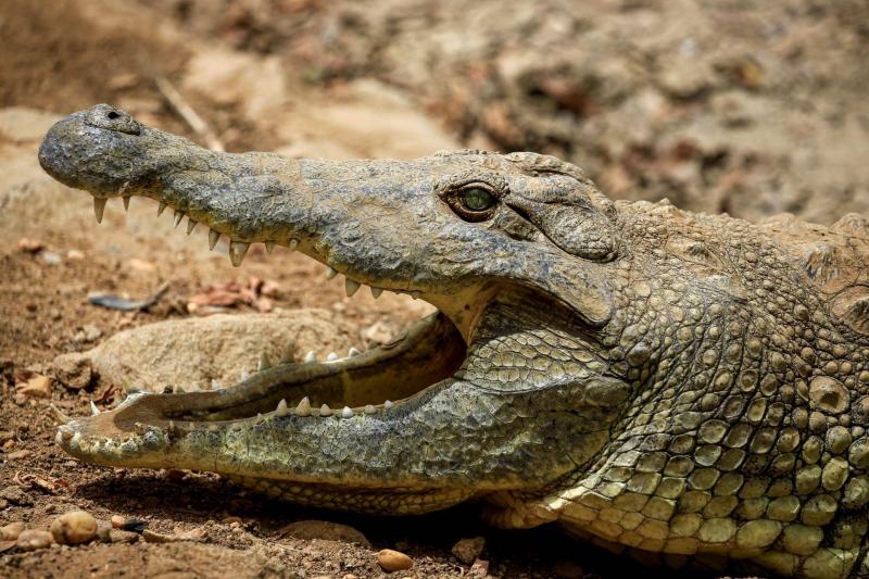 Remains of a Woman Found Inside a crocodile!