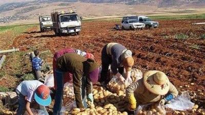 تهميش وإهمال يقضي على القطاع الزراعي