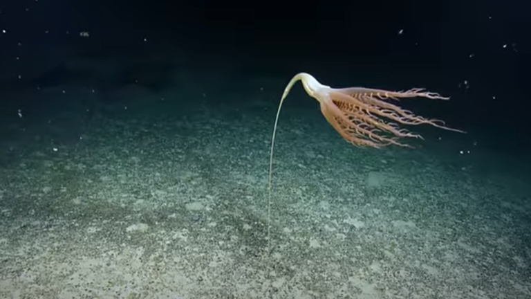 اكتشاف مخلوق بحري عملاق غريب.. إليكم التفاصيل