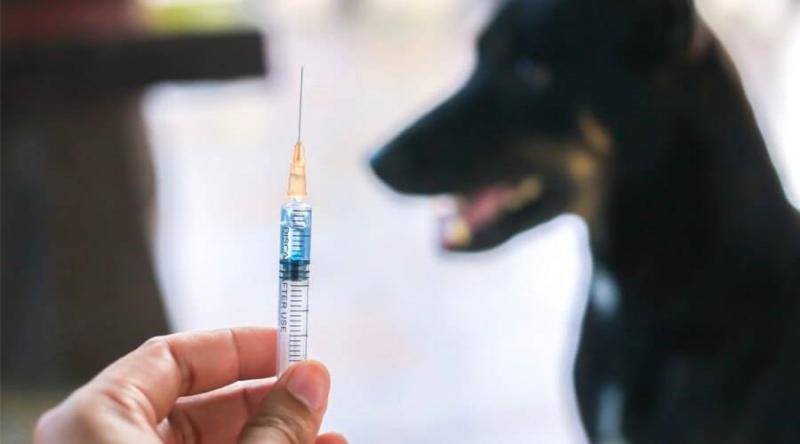سوريا.. ارتفاع كبير بإصابات داء الكلب ونقص حاد في اللقاحات