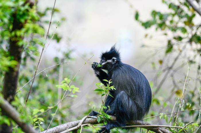 Saudi Arabia Free from Monkeypox and Enhancing Monitoring