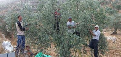 قطاف الزيتون... الموسم الحالي الأشد صعوبة منذ عشرات السنين