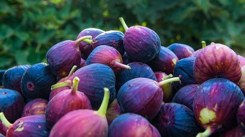 التين.. فوائده وأضراره