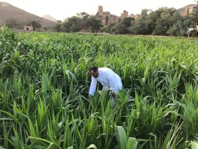 أميركا والإمارات: تمويل مهمة الابتكار الزراعي للمناخ يتجاوز 29 مليار دولار