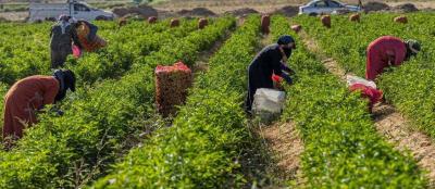 صادرات مصر الزراعية تحقق رقما قياسيا!