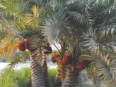نخلة تودي بحياة طالبة جامعية في مصر