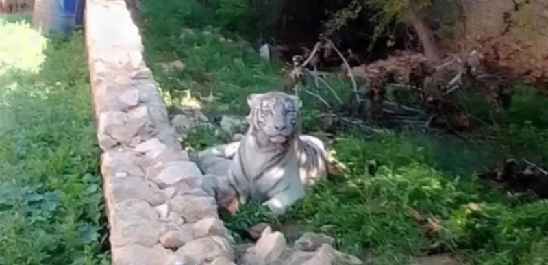في تونس.. نمر يتجوّل في شوارع صفاقس والشرطة تقتله