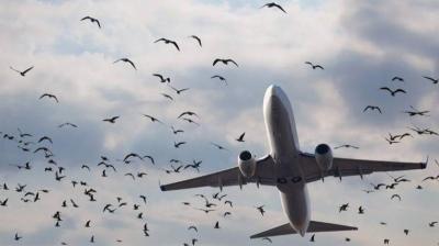 كيف تسبّبت الطيور في كوارث جوية؟