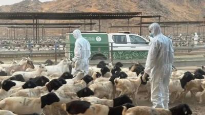 طاعون المواشي ينتشر في مناطق جزائرية وسط مخاوف وشائعات