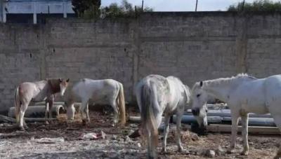 تخلّى عنها أصحابها.. مزاد علني لخيول يثير سخرية المغاربة