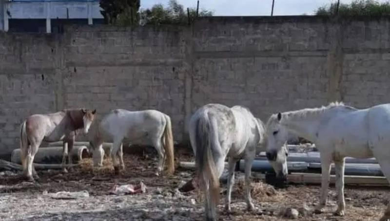 تخلّى عنها أصحابها.. مزاد علني لخيول يثير سخرية المغاربة