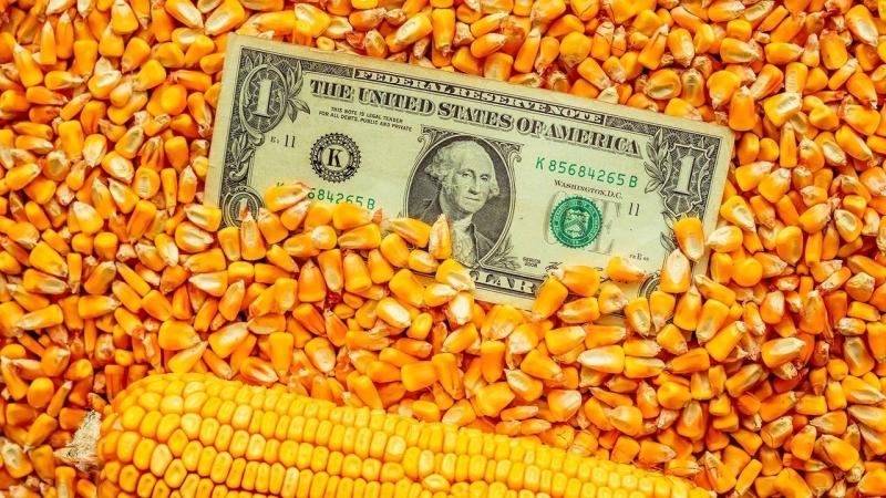 أسعار الذرة ترتفع إلى أعلى مستوى منذ 2023