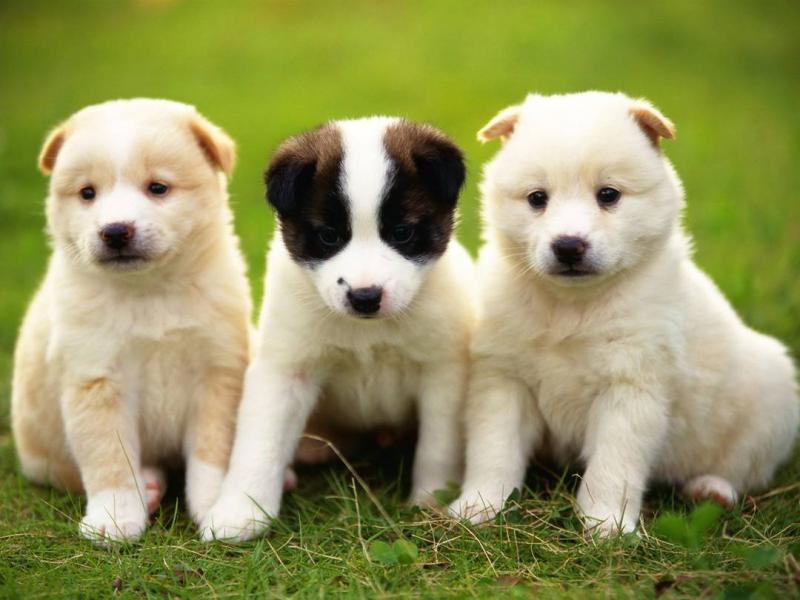 قد يؤدي العلاج المبتكر بالخلايا الجذعية إلى عكس بعض الأمراض التي تهدد حياة الكلاب