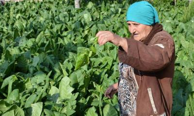 بشرى لمزارعي التبغ.. محصولكم بالدولار