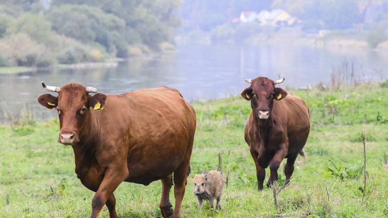 في ألمانيا...قطيع أبقار يتبنى خنزيراً برياً!