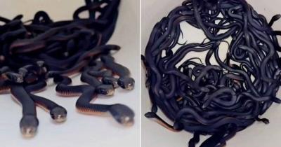 بالفيديو - رجل يعثر على 100 ثعبان داخل حديقة منزله