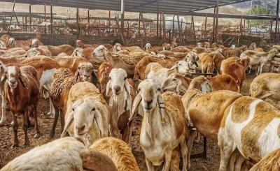 العراق.. خطط واستراتيجيات لتطوير الثروة الحيوانية