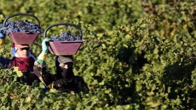 هل المزروعات في لبنان ملوّثة بالكوليرا؟