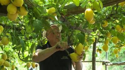 مزارعو الحمضيات يستعجلون القِطاف... ماذا عن الأسعار؟