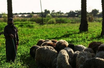 العراق.. وزارة الزراعة تتحرك لاحتواء الحمى النزفية