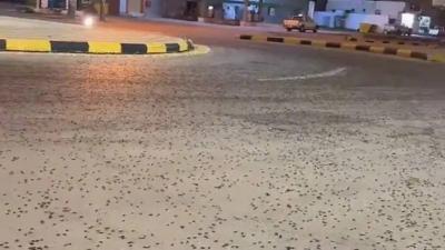 انتشار الخنافس في عدد من مناطق السعودية... و