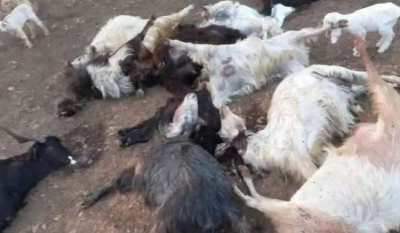 نفوق أكثر من 300 رأس ماعز في عين الذهب والتحقيقات جارية