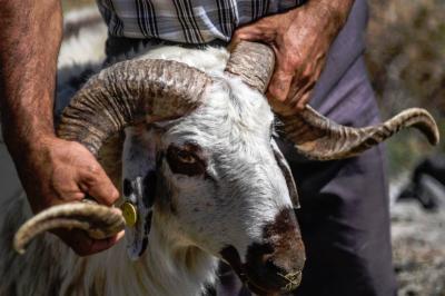 آلاف الجزارين فشلوا في ذبح الأضاحي بتركيا