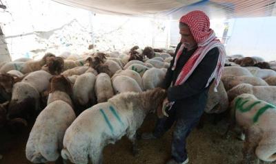 جمع جلود الأضاحي... مبادرات في الجزائر تحيي عادة قديمة