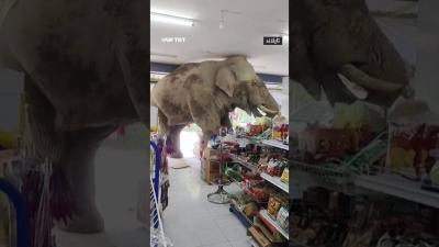 بالفيديو.. زبون عملاق يقتحم متجراً في تايلاند!‏