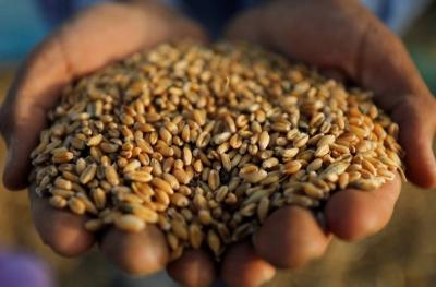 مصر تستورد 4.9 ملايين طن من القمح هذا العام
