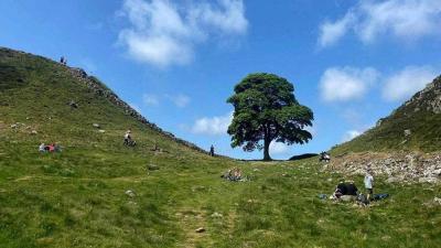 في بريطانيا.. السجن 4 سنوات لرجلين قطعا شجرة عمرها قرنان