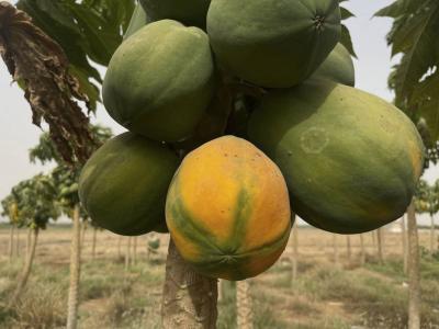 في ألبانيا.. زرع أنواع استوائية من الفاكهة لمحاولة التكيف مع التغير المناخي