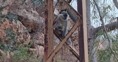 بالصورة... قردة من إسرائيل في جنوب لبنان!