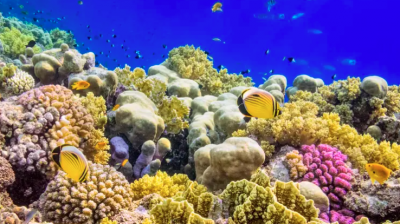 جزيرة الأخوين.. جنة بحرية بقلب البحر الأحمر تسحر الغواصين