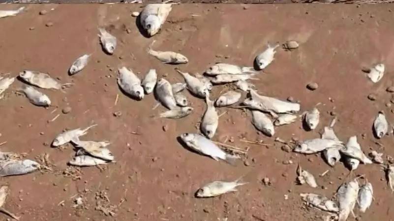 مشهد نفوق جماعي للأسماك يقلق صيادي مصر... ما دخل الحرارة؟