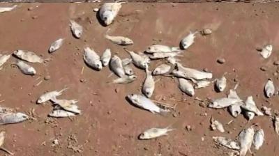 مشهد نفوق جماعي للأسماك يقلق صيادي مصر... ما دخل الحرارة؟