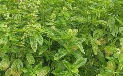 نبتة خضراء رخيصة الثمن... تخفض ضغط الدم وتحمي من السرطان