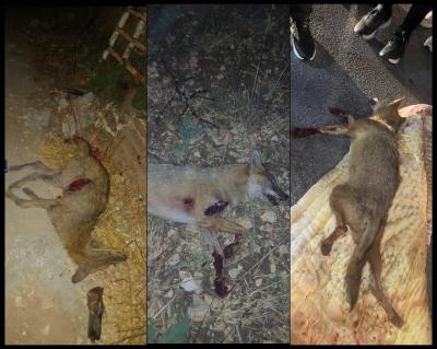 هجوم حيوانات جريدية على أهالي في بنت جبيل.. وإصابات