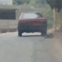 وحشية بحق كلب في منطقة البساتين- جبل لبنان (فيديو)